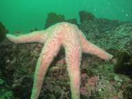 A large short-spined seastar